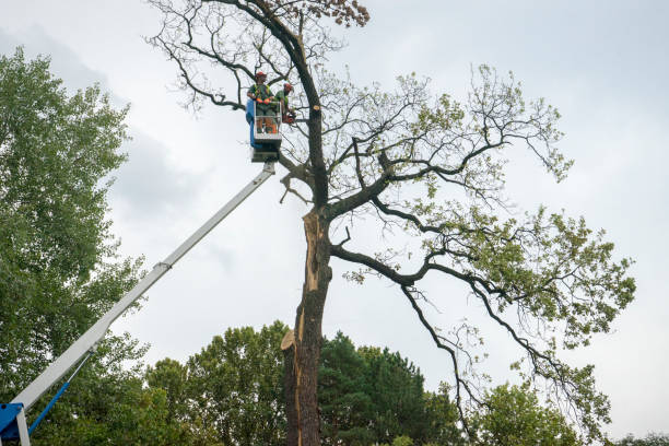 Best Root Management and Removal  in Medford, MN