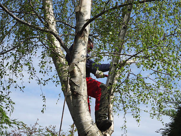 Professional Tree Care in Medford, MN