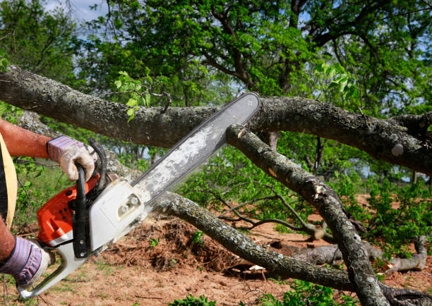 How Our Tree Care Process Works  in  Medford, MN